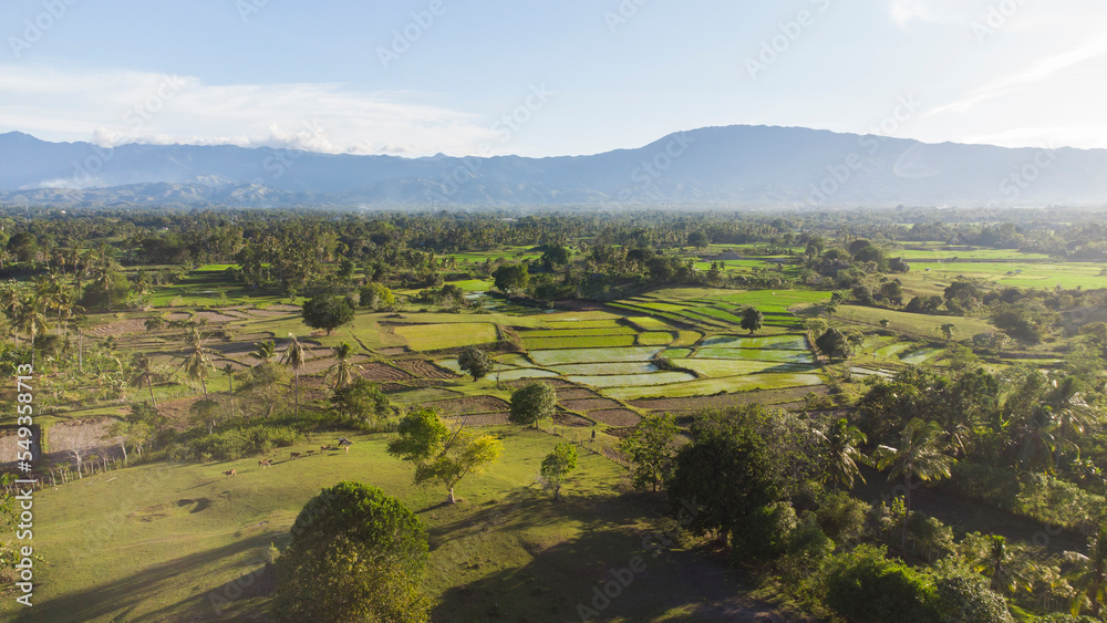 Aerial View of Rice Fields Landscape