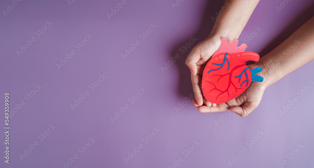 hands holding heart organ paper cut, heart anatomy, heart attack, heart
