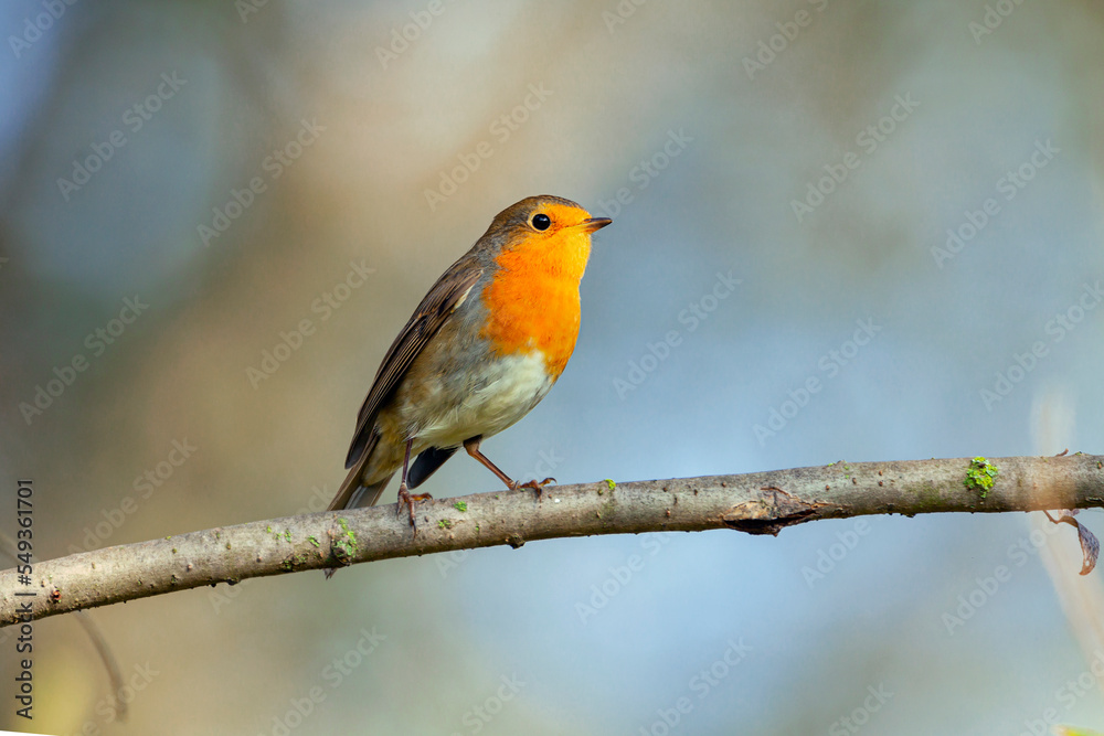 Single adult robin (erithacus rubecula) perched amid spring foliage