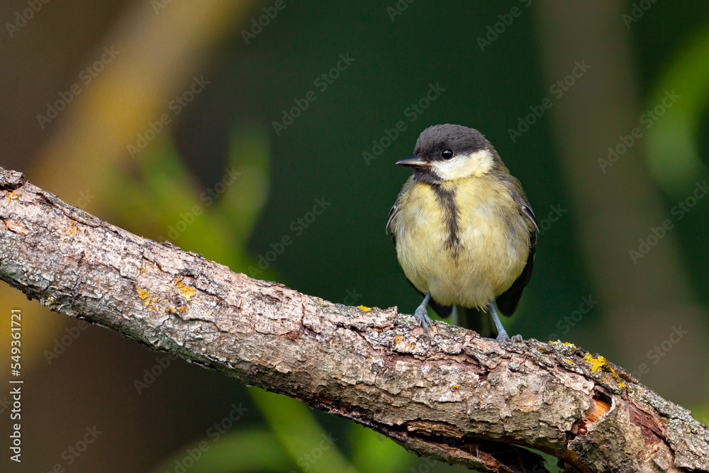 Naklejka premium Great tit perched on a branch with green background.
