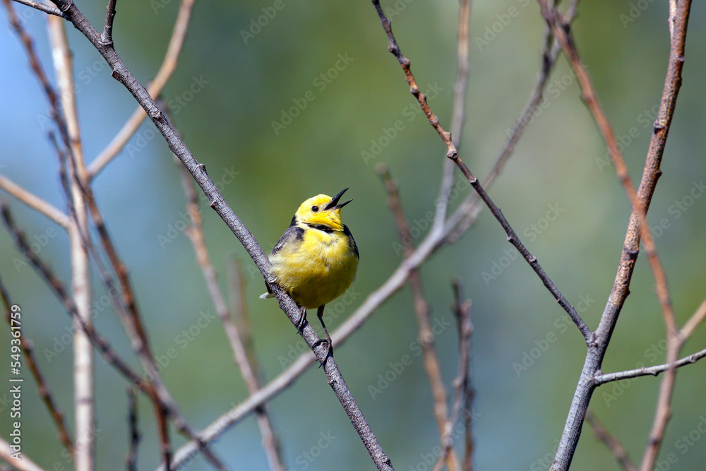 Citrine Wagtail, a beautiful and restless bird. Citrine Wagtail, a beautiful and restless bird.