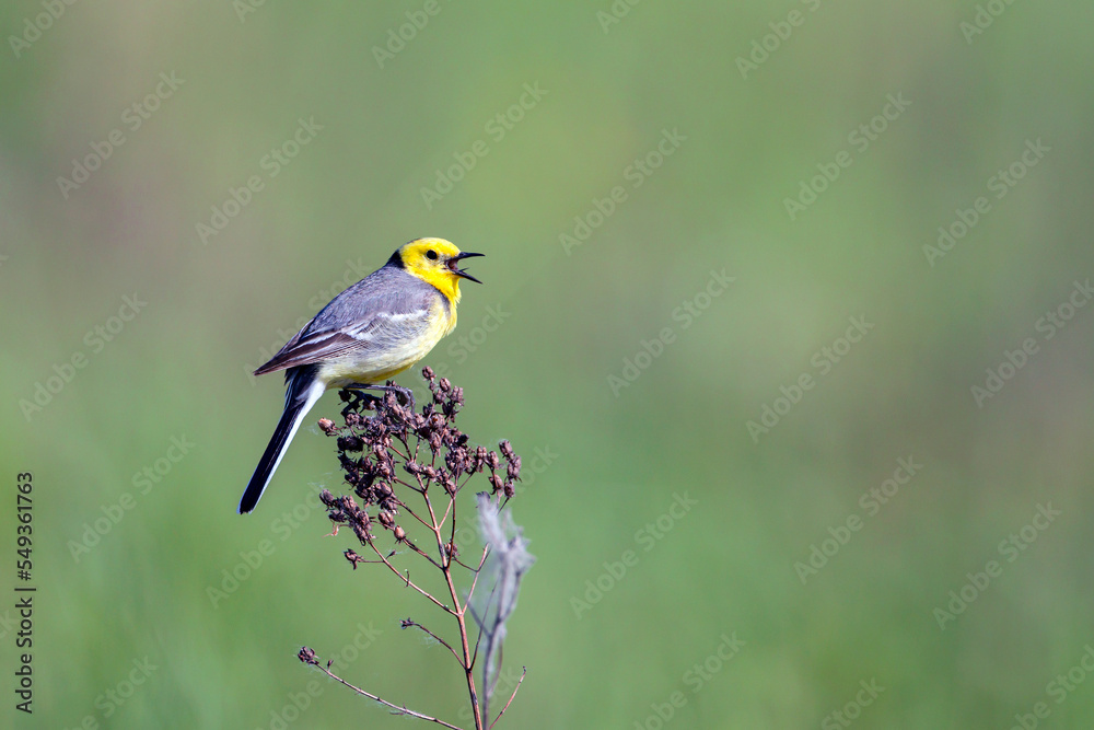 Citrine Wagtail, a beautiful and restless bird.