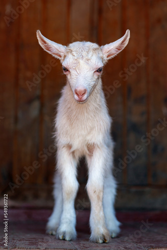 Young white goat, portrait on dark background