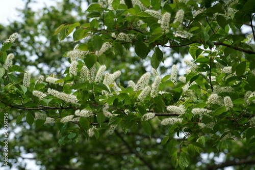 ５月に咲くウワミズザクラの白い