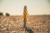 Shallow focus shot of a Cistanche tubulosa desert plant with blur background