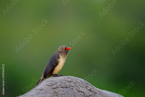 Image Number A1R428838. Red-billed oxpecker (Buphagus erythrorynchus).perched on a white rhinoceros, square-lipped rhinoceros or rhino (Ceratotherium simum). Mpumalanga. South Africa. photo