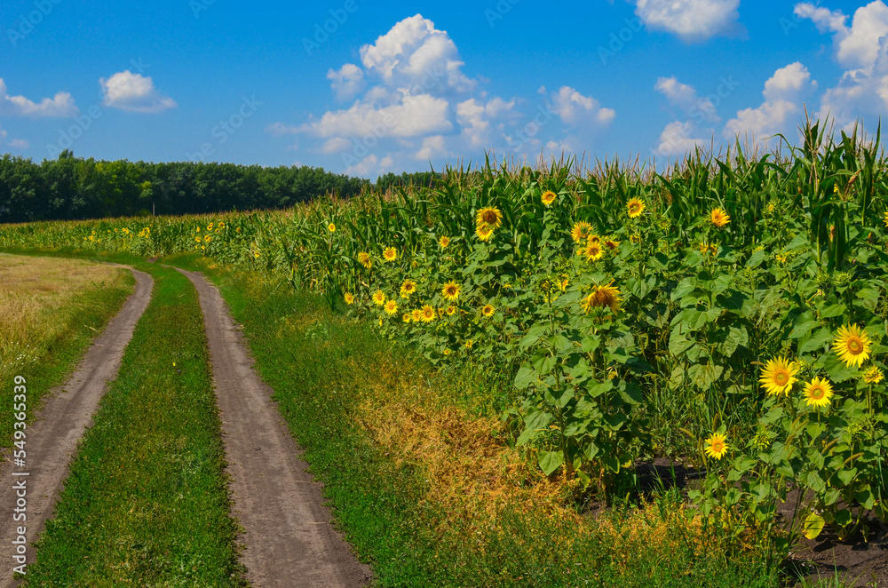 dirt road near cornfield and sunflowers