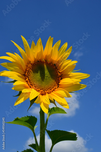 a blooming sunflower on a blue sky background