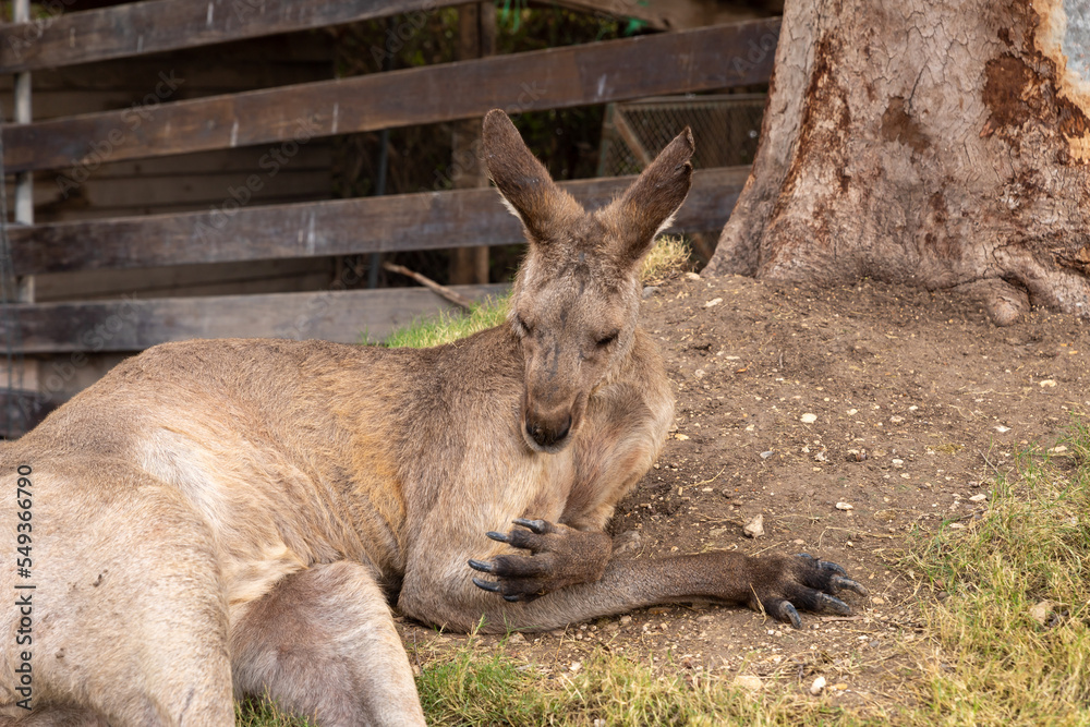 Kangaroos rest on the grass during the day in Gan Guru kangaroo park in Kibutz Nir David in the north of Israel Kangaroos rest on the grass during the day in Gan Guru kangaroo park in Kibutz Nir David in the north of Israel