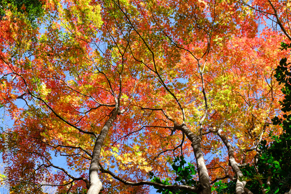 Fototapeta premium 紅葉真っ盛りの森。神戸市東灘区の山手保久良山で撮影。赤と緑、オレンジ・黄色のグラデーションが美しい。