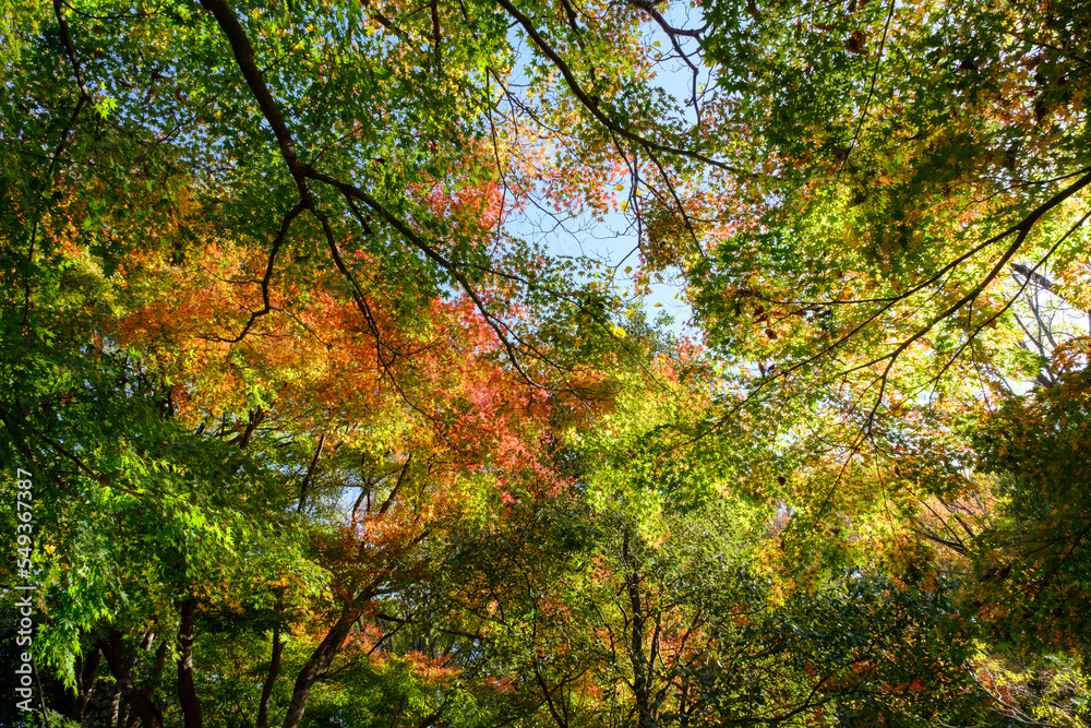 紅葉真っ盛りの森。神戸市東灘区の山手保久良山で撮影。赤と緑、オレンジ・黄色のグラデーションが美しい。