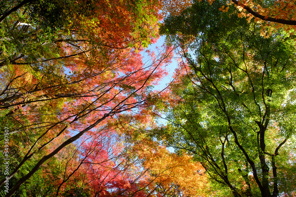 紅葉真っ盛りの森。神戸市東灘区の山手保久良山で撮影。赤と緑、オレンジ・黄色のグラデーションが美しい。
