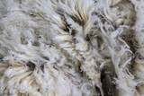 closeup of unprocessed merino wool