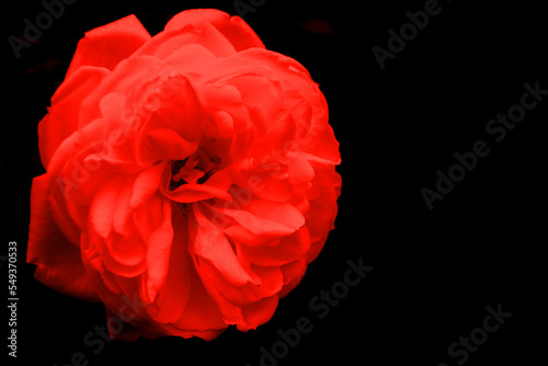 Wallpaper Mural rote rose auf schwarzem hintergrund Torontodigital.ca