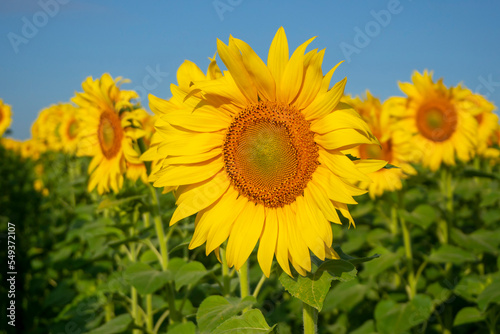 Sunflower close-up. Yellow blooming field of sunflowers.