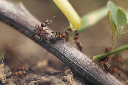 Macro photo of an ant. The ant drinks water. Macro photo of insects