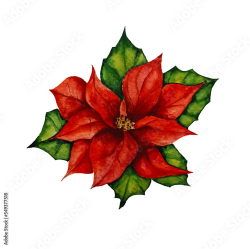 Watercolor poinsettia Christmas star flower isolated on white background. Christmas holiday plant decor.