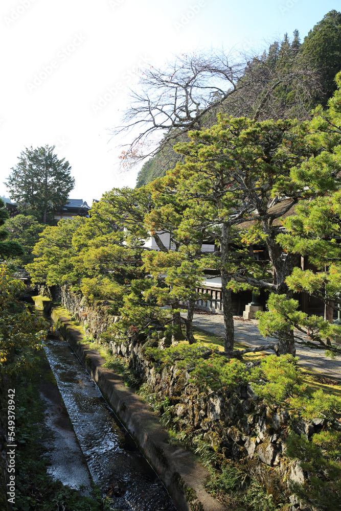 Obraz premium 和歌山・高野山の森