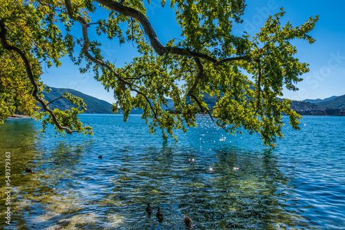 Tree reflected on Lake Lugano. Ticino, Switzerland