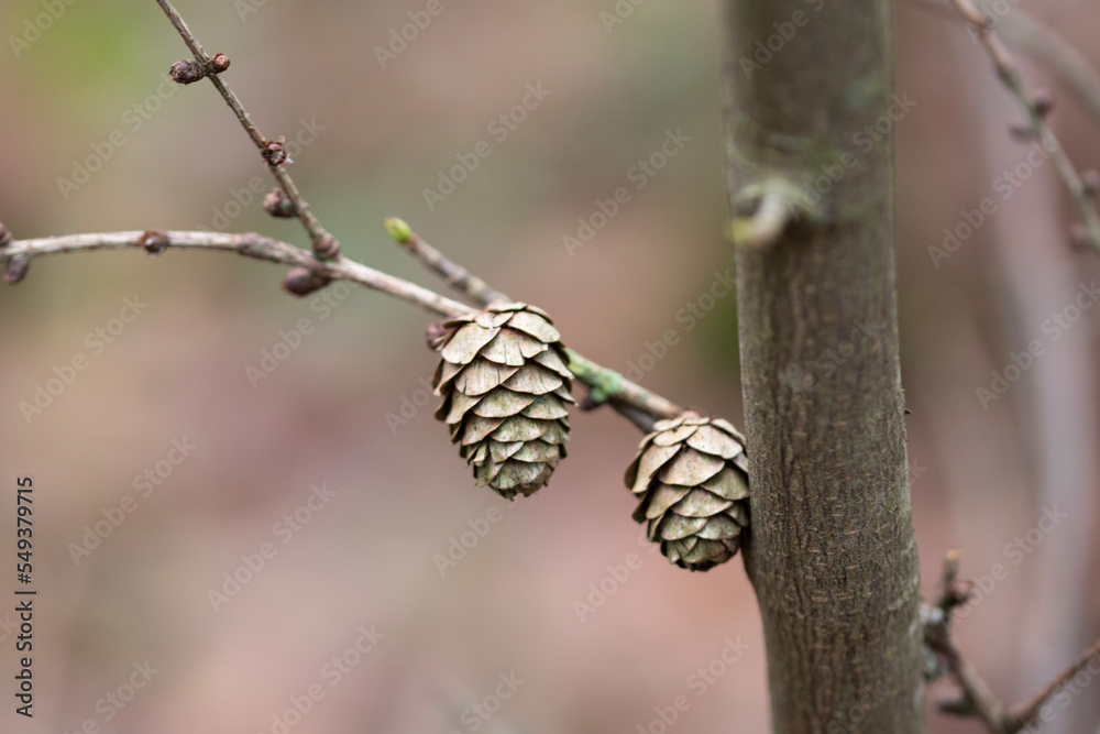 Thin branch with larch cones showing spring buds in late november Thin branch with larch cones showing spring buds in late november