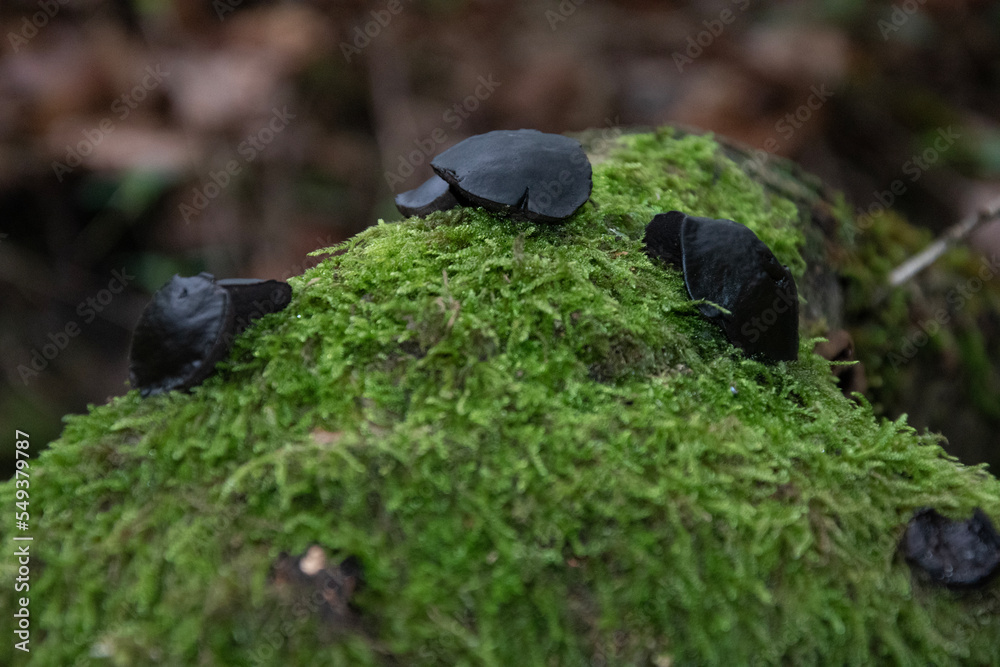 Bulgaria inquinans Black Bulgar mushroom on green mossy log Bulgaria inquinans Black Bulgar mushroom on green mossy log