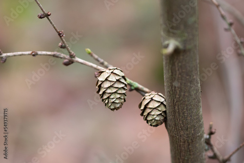 Thin branch with larch cones showing spring buds in late november