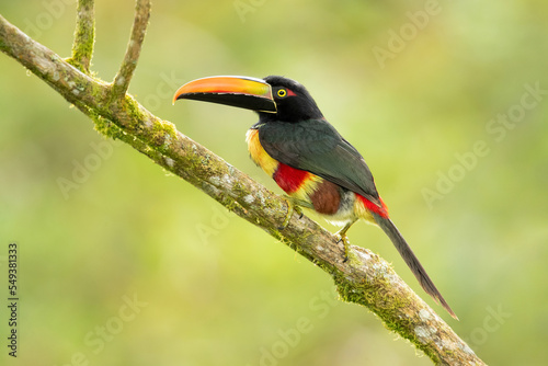 Fiery-billed araçari (Pteroglossus frantzii) is a toucan, a near-passerine bird. It breeds only on the Pacific slopes of southern Costa Rica and western Panama.  photo