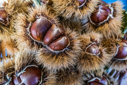 Sweet raw chestnuts. Husked chestnuts and chestnuts with skin. 
