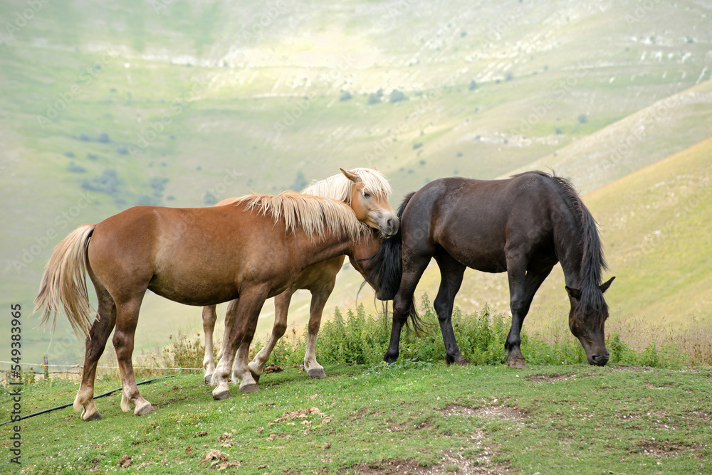 Obraz premium Cavalli al pascolo