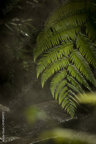 fragment view of nice mist green tropical jungle