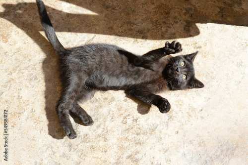 Playful black kitten outdoors on sunny day. Space for text