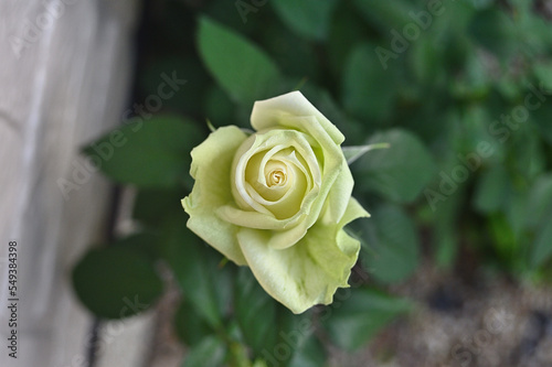 yellow rose on green