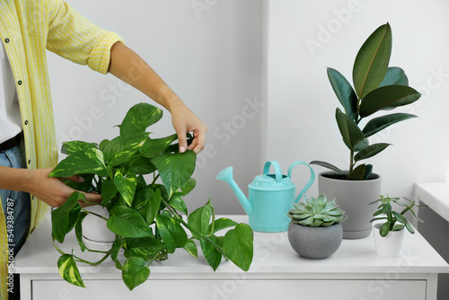 Woman taking care of potted houseplant on windowsill at home, closeup photo