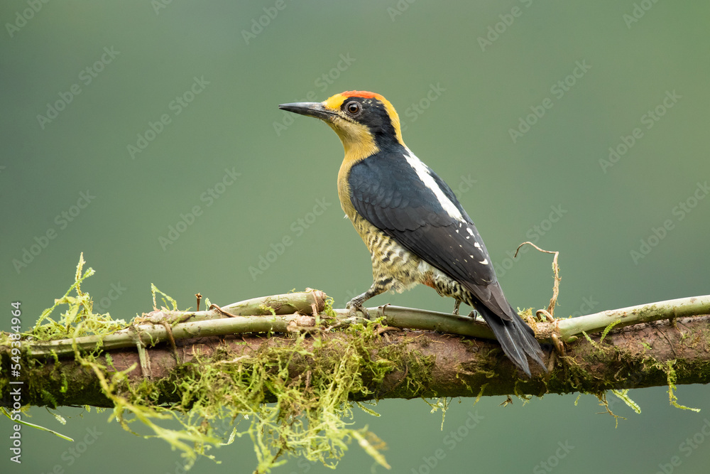 Golden-naped woodpecker (Melanerpes chrysauchen) is a species of bird in the woodpecker family Picidae. Golden-naped woodpecker (Melanerpes chrysauchen) is a species of bird in the woodpecker family Picidae.