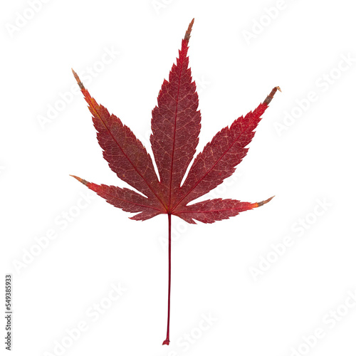 Autumn maple leaf bright on white background.