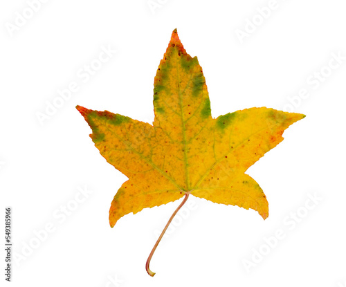 Autumn maple leaf bright on white background.