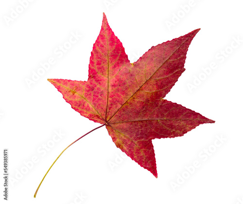 Autumn maple leaf bright on white background.