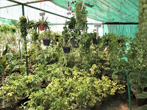 plants in greenhouse