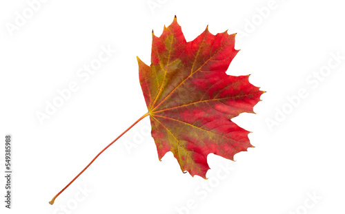 Autumn maple leaf bright on white background.
