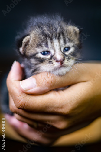 Very little cute kitten in female hand. Baby cat in the palm of woman. Small young cat snuggles in a human hand. Almost newborn kitten Portrait on the palm of an Asian girl. Adopted street cat baby