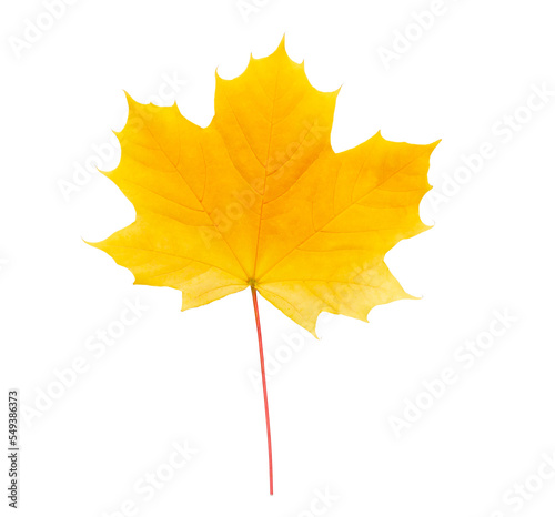 Autumn maple leaf bright on white background.