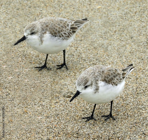 Fotografía close up of two sanderlings  in the sand at cocoa beach on the atlantic coast of