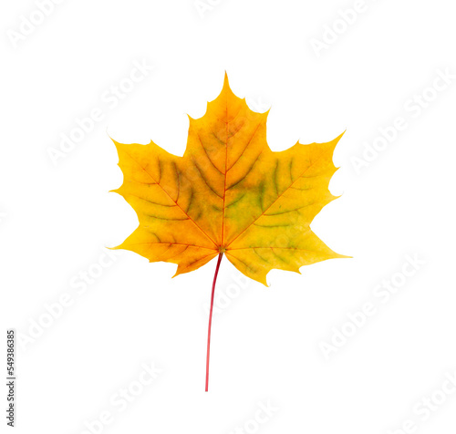 Autumn maple leaf bright on white background.