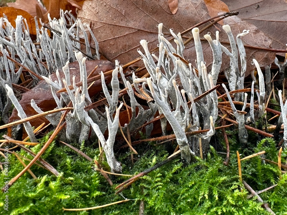 Pilze