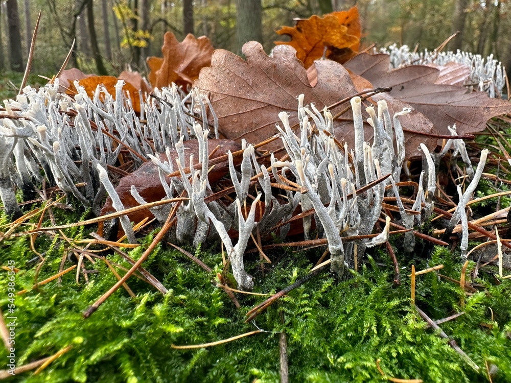 Korallen Wald