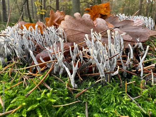 Obraz na płótnie Korallen Wald w salonie