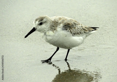 Cuadro en lienzo close up of two sanderlings  in the sand at cocoa beach on the atlantic coast of