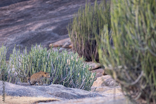 Indian Leopard from Bera Rajasthan. Few places in India where Leopard and human co-exit with minimum conflict 