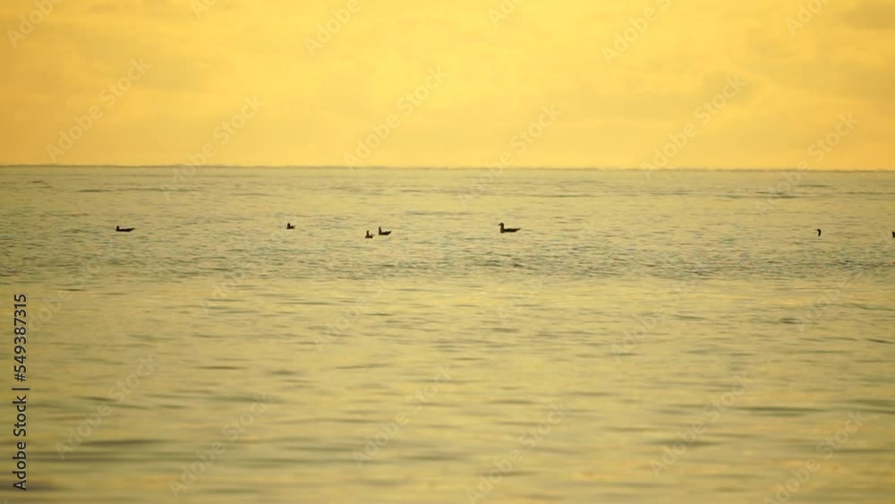 A flock of seagulls fly fishing and dolphins swim in the sea. Warm sunset sky over the ocean. Silhouettes of seagulls flying in slow motion with the sea in the background at sunset. Evening. Nobody. A flock of seagulls fly fishing and dolphins swim in the sea. Warm sunset sky over the ocean. Silhouettes of seagulls flying in slow motion with the sea in the background at sunset. Evening. Nobody.