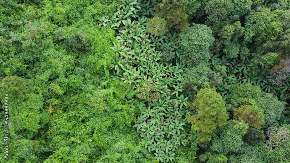 Aerial view of tropical forests and sunlight in the morning. Natural landscape background. Aerial view of tropical forests and sunlight in the morning. Natural landscape background.